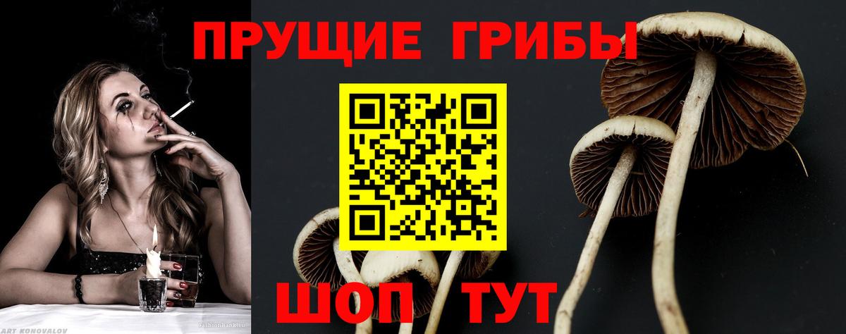 Псилоцибиновые грибы мицелий Краснознаменск